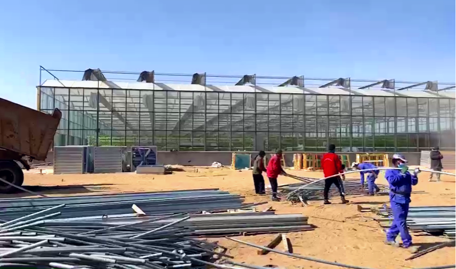 沙特無土栽培項目